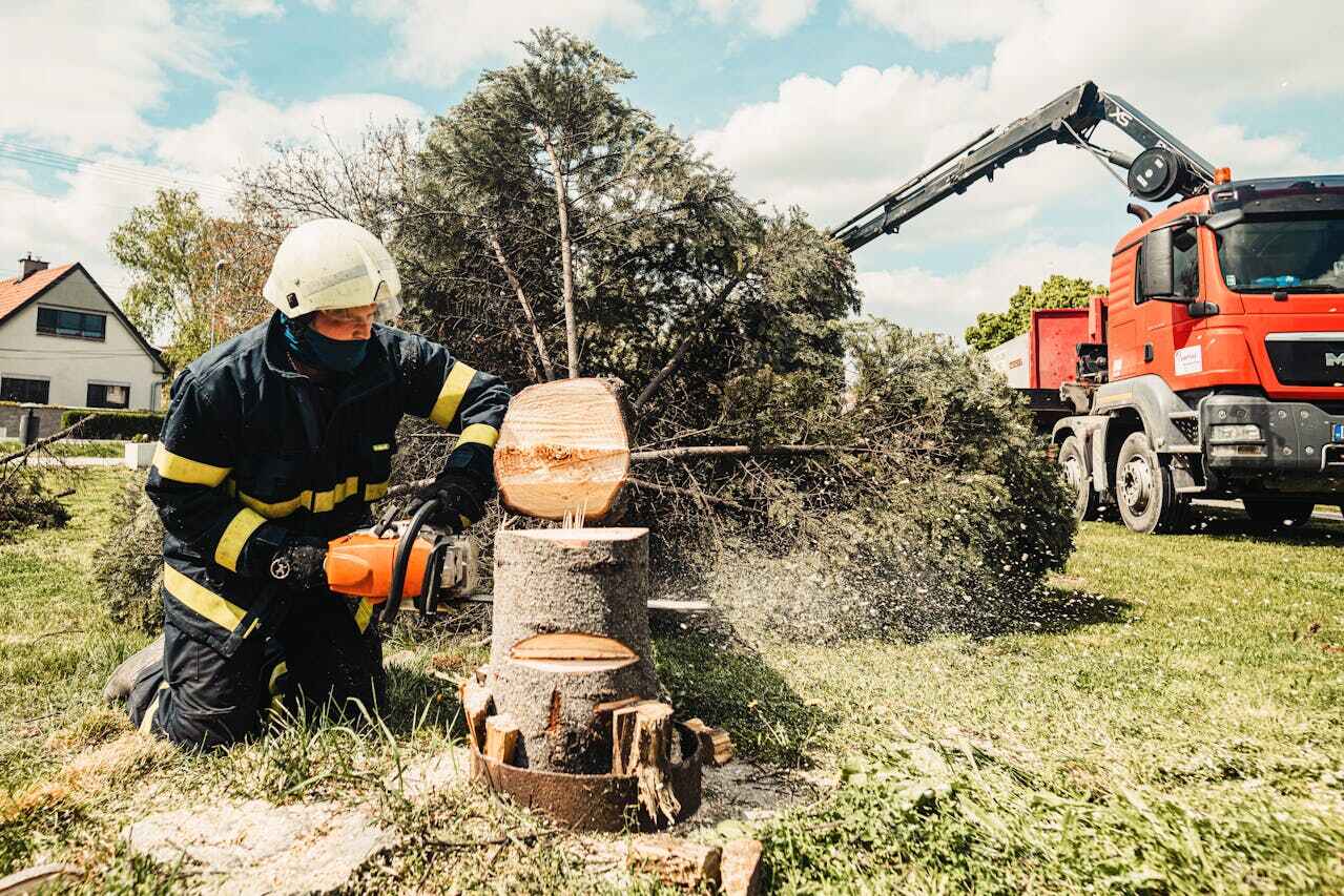 Best Residential Tree Removal  in Jesup, GA